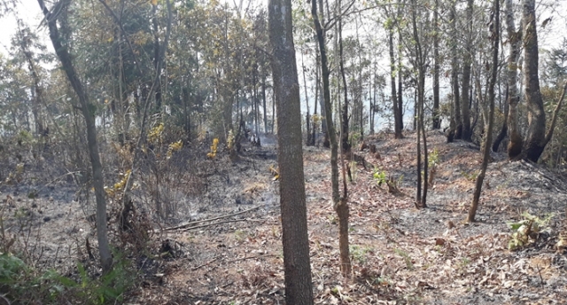 Phường Đề Thám: Xảy ra 01 vụ cháy rừng làm thiệt hại gần 0,81 ha rừng trồng